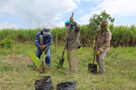 Con las jornadas de arborización se busca reverdecer las zonas urbanas y los centros poblados de Palmira.