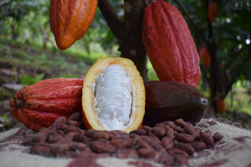 primer plano fruto de cacao