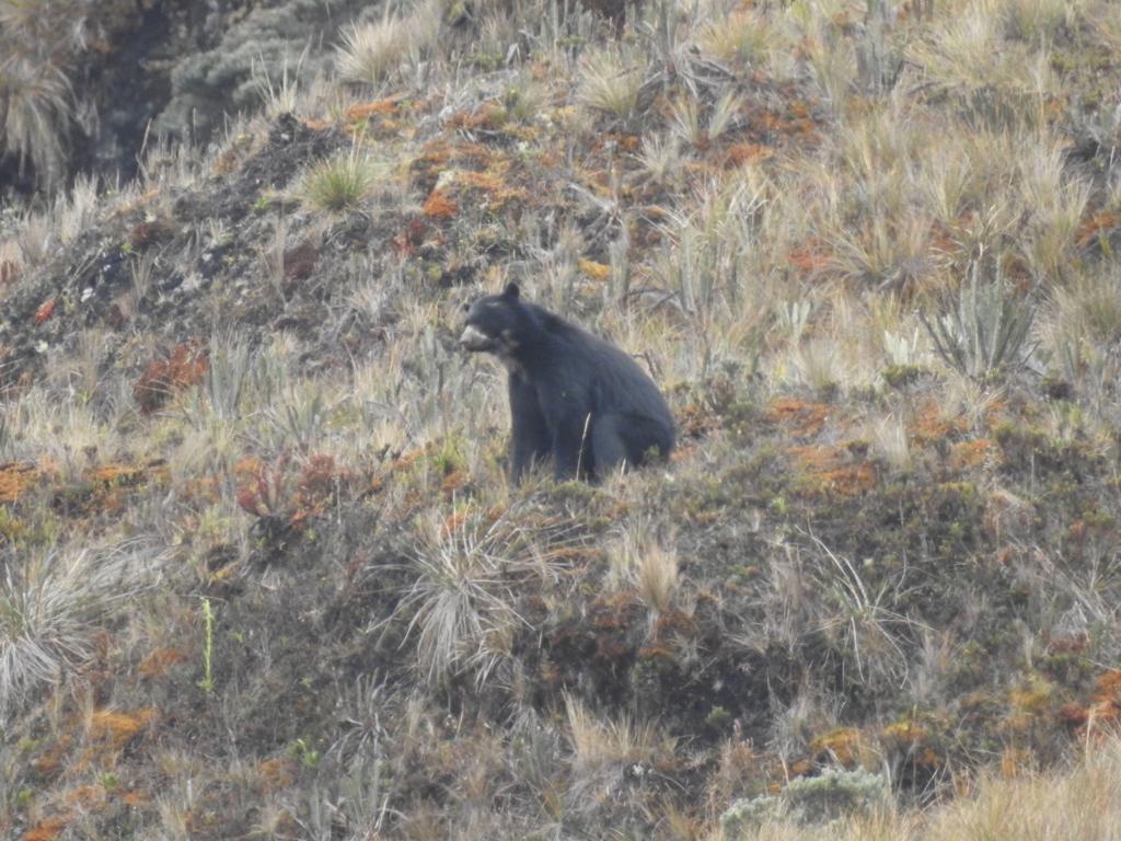 oso de anteojos palmira