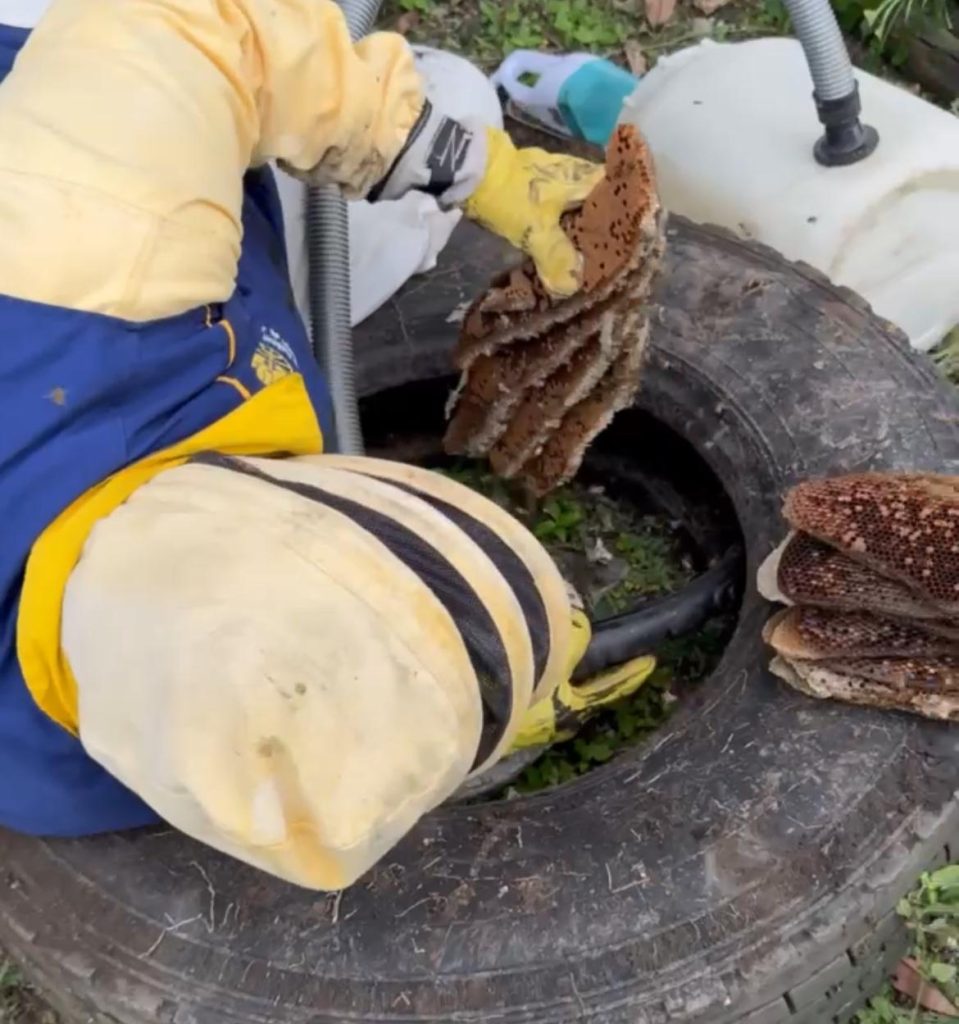 traslado abejas
