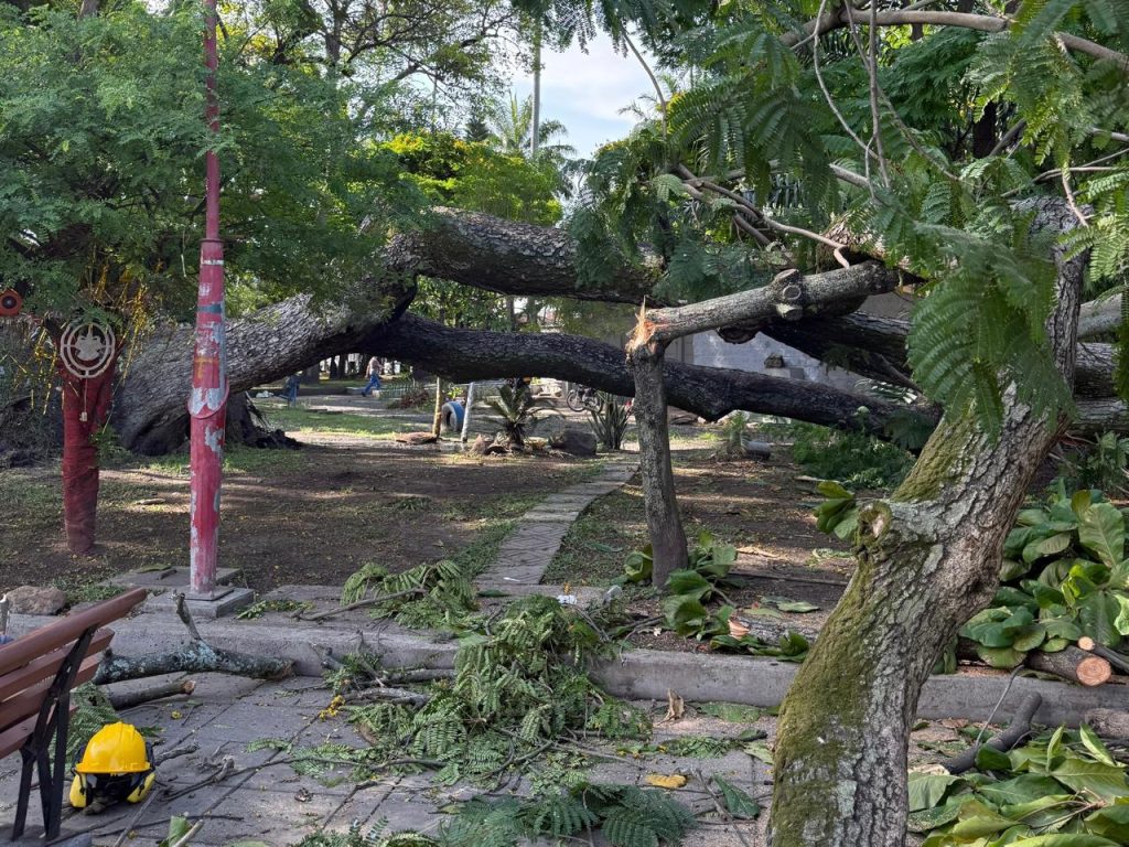 Atendida emergencia por caída de árbol orejero en el Parque Obrero