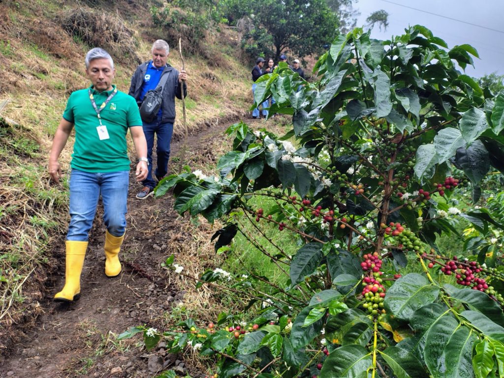 Secretario agropecuario recorre cultivos de cafe