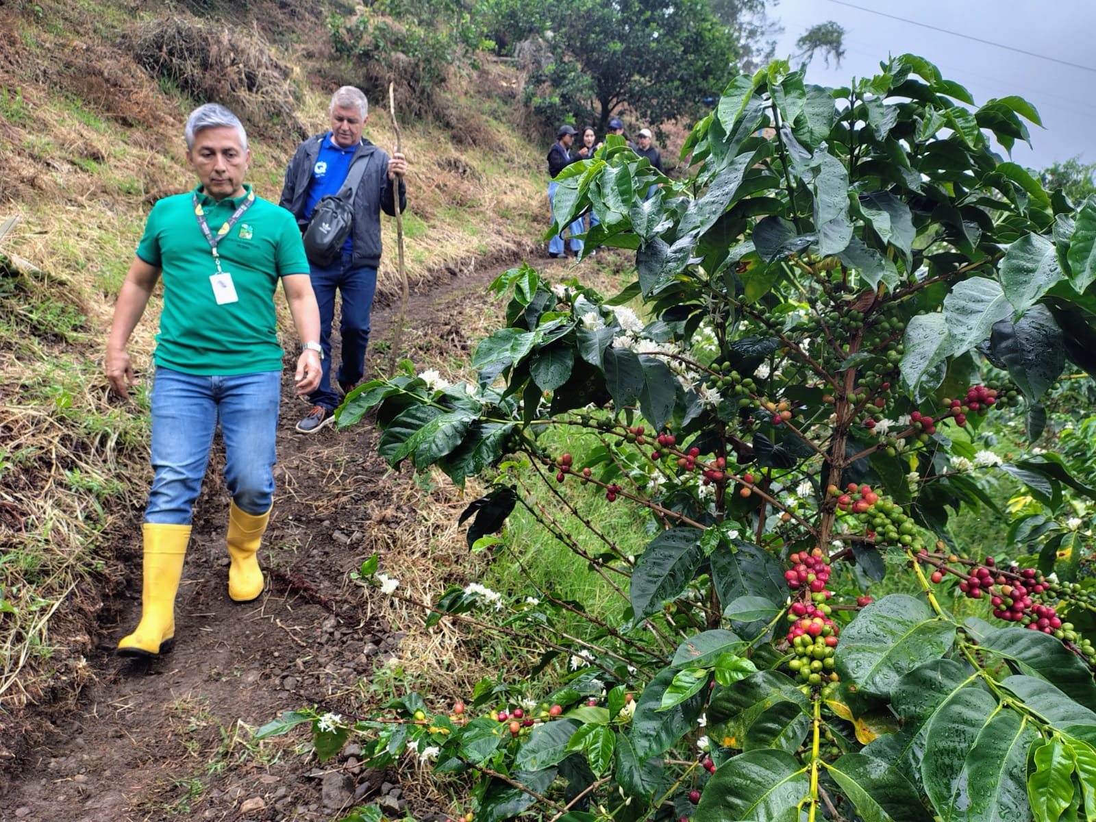 Secretario agropecuario recorre cultivos de cafe