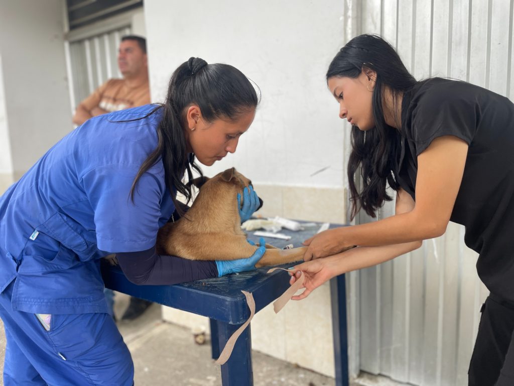 atención canino en el bolo