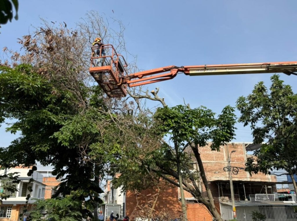 intervencion poda arbol