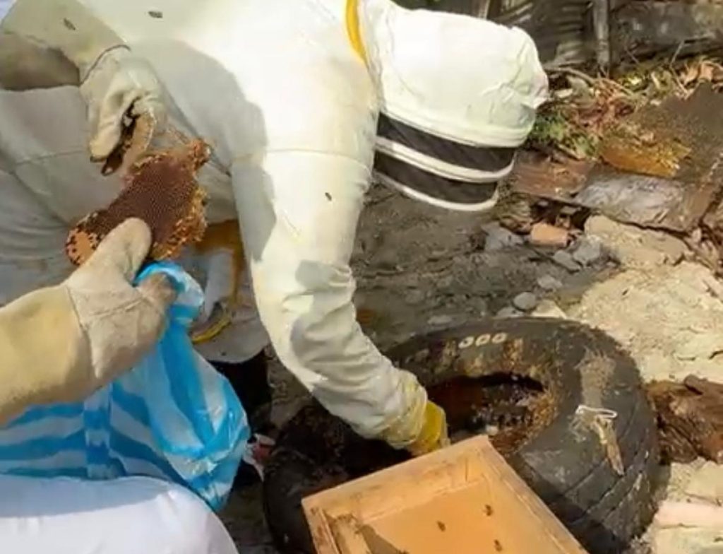 Dos personas especialistas en apicultura, con trajes de protección blancos, rescatan un panal de abejas que se encontraba dentro de una llanta usada en un entorno exterior.