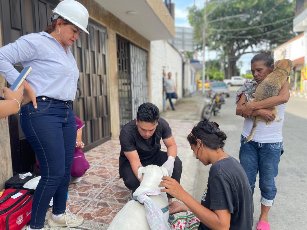 "Equipo de salud veterinaria de la Alcaldía de Palmira brinda atención integral a caninos de la comunidad. Una médica veterinaria con casco de protección supervisa la jornada mientras dos especialistas atienden a un perro blanco en la acera y una ciudadana sostiene a su mascota esperando su turno