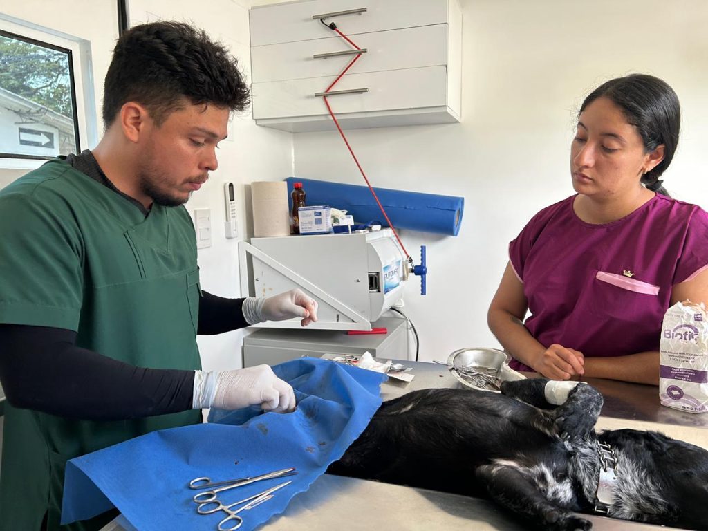 Un veterinario y una auxiliar veterinaria realizan un procedimiento quirúrgico a un perro pequeño de pelaje oscuro sobre una mesa metálica en una clínica en Palmira