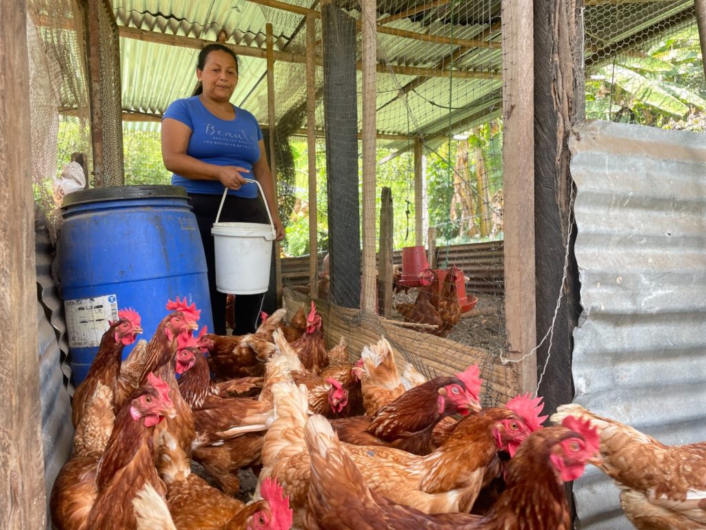 Una persona con camiseta azul sostiene un balde blanco mientras alimenta a un grupo numeroso de gallinas marrones dentro de un corral de madera y malla.