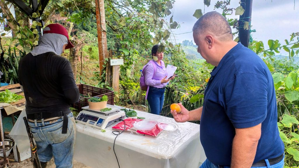 Equipo técnico Secretaria Agropecuaria de Palmira realizan el pesaje y la verificación de productos frescos en un cultivo.