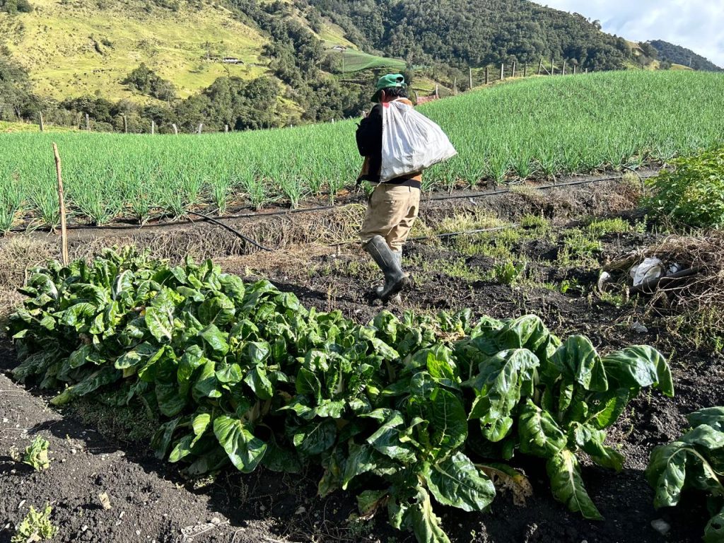 En la fotografía Persona agricultora camina de espaldas por un cultivo de hortalizas cargando un bulto blanco en el hombro, en una ladera montañosa iluminada por el sol.